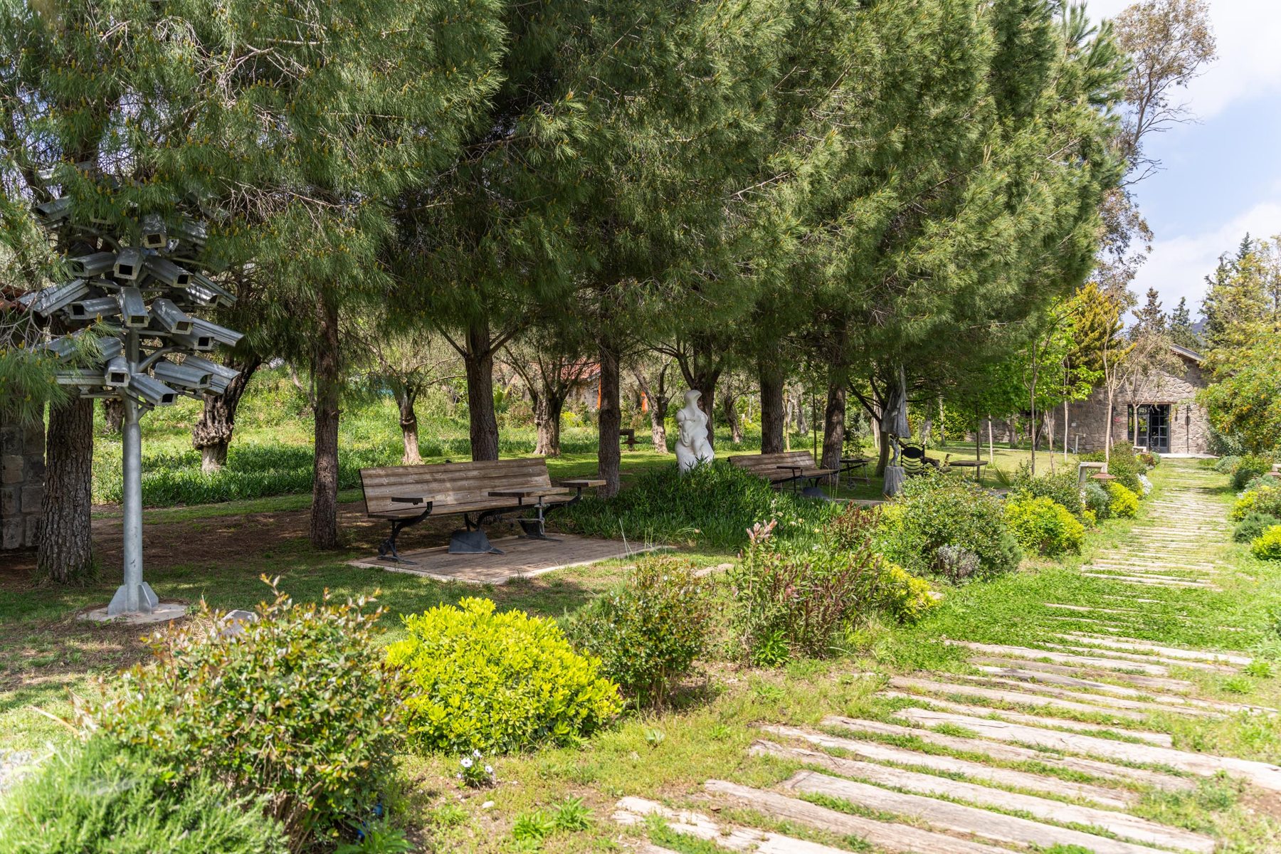 Pedasa — pine landscape